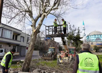 Budanan ağaçlar sosyal yardıma dönüşüyor