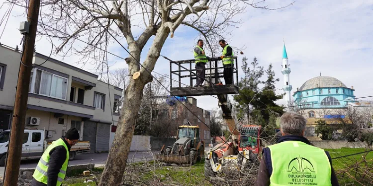 Budanan ağaçlar sosyal yardıma dönüşüyor