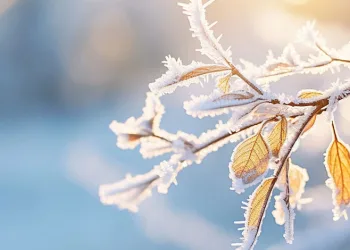 Meteorolojiden çiftçilere zirai don uyarısı