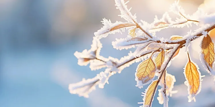 Meteorolojiden çiftçilere zirai don uyarısı