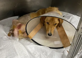 Zonguldak’ta hamile köpek silahla vuruldu