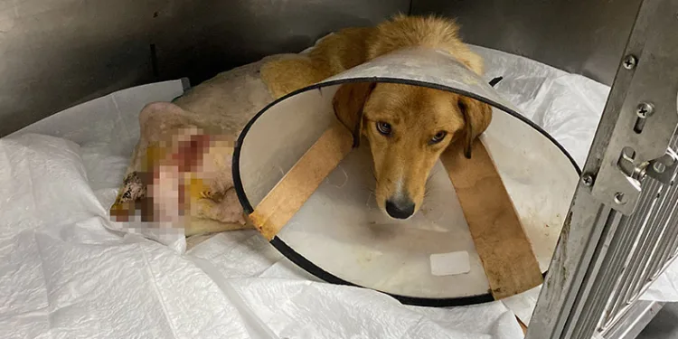 Zonguldak’ta hamile köpek silahla vuruldu