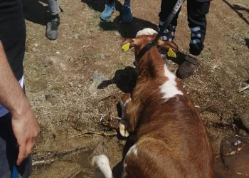 Sahibinin elinden kaçarak baraja düşen dana kurtarıldı