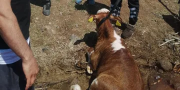 Sahibinin elinden kaçarak baraja düşen dana kurtarıldı