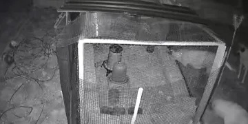Sokak köpekleri 31 tavuğu telef etti
