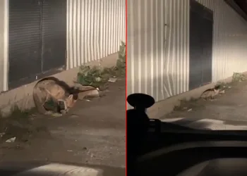 Bursa’da aç kalan tilki şehir merkezine indi