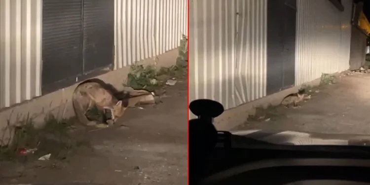 Bursa’da aç kalan tilki şehir merkezine indi