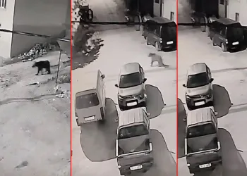 Bursa’da kış uykusundan uyanan ayı köye indi