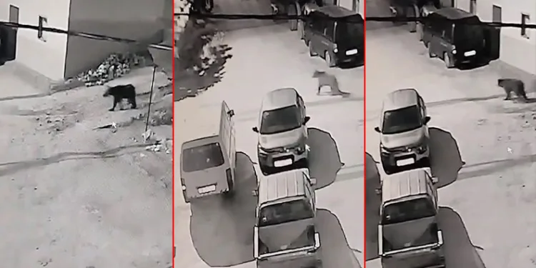 Bursa’da kış uykusundan uyanan ayı köye indi