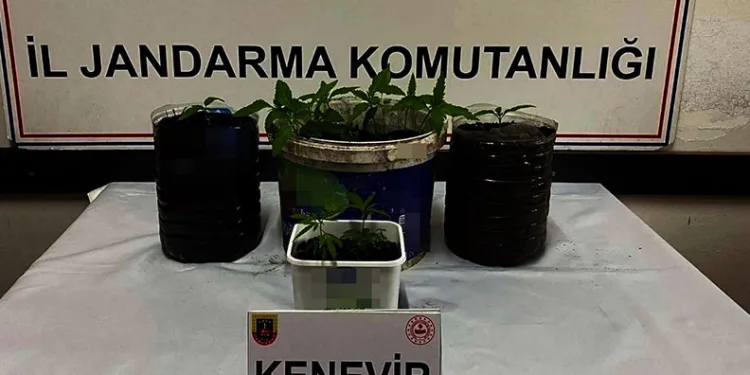 Saksıda uyuşturucu ele geçirildi