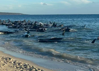 Avusturalya’da 160 balina kıyıya vurdu