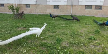 Sınırda 5 tavus kuşu ele geçirildi