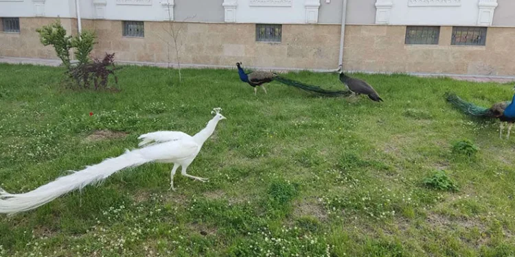 Sınırda 5 tavus kuşu ele geçirildi