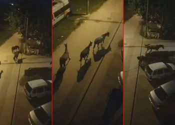 Bursa sokaklarında atlar cirit attı