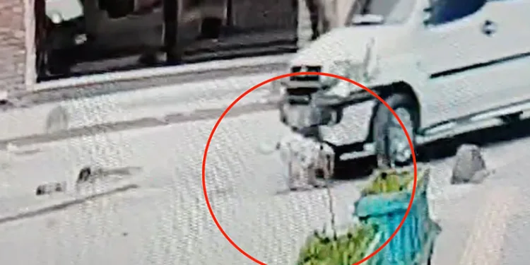 Ehliyetsiz sürücü 5 aylık köpeği ezip kaçtı