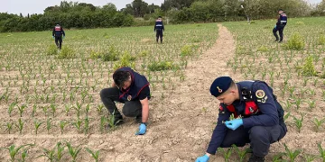 Manisa’da mısır tarlasına ekilen kenevirler ele geçirildi