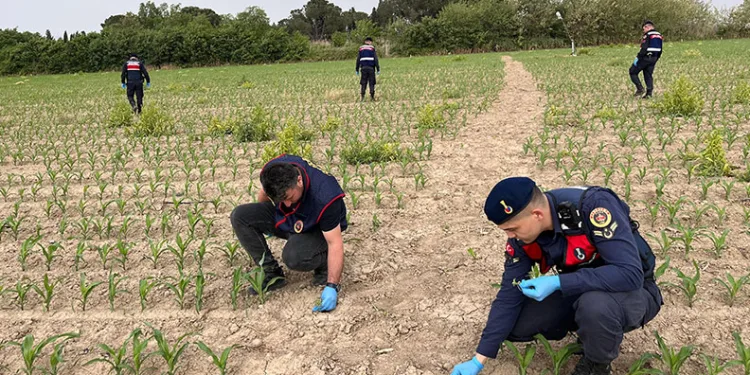 Manisa’da mısır tarlasına ekilen kenevirler ele geçirildi