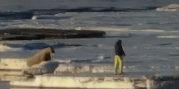 Deniz aygırına yaklaşan turiste para cezası