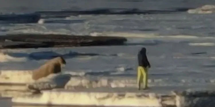 Deniz aygırına yaklaşan turiste para cezası
