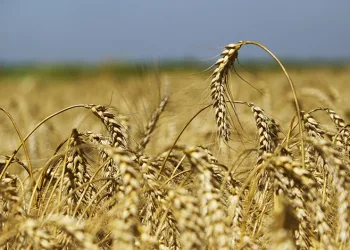 Buğdayda hasat yaklaştı, fiyat bekleniyor