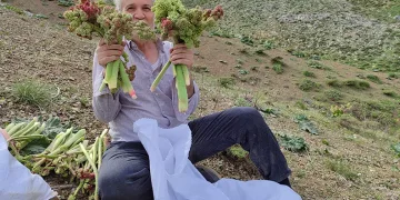 Işkın toplamak için Türk Dağına tırmandılar