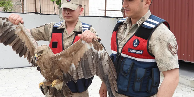 Jandarma ekiplerinden yavru kartala şefkat eli