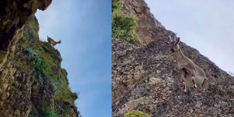Dağ keçileri Palu Kalesi’ni mesken tuttu