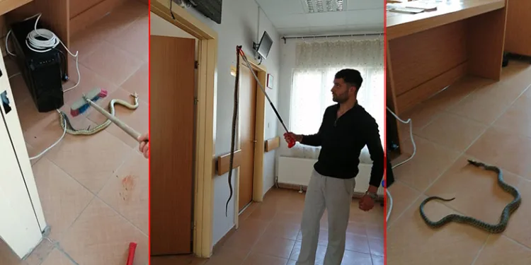 Bilecik’te sağlık ocağına giren yılan panik yaşattı