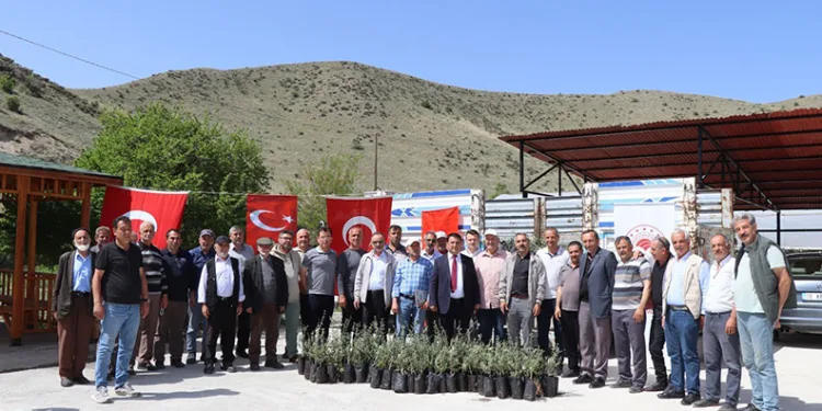 Oltu’da çiftçiye 1300 zeytin fidanı