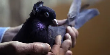 Sahibinin ömrünü uzatan güvercin