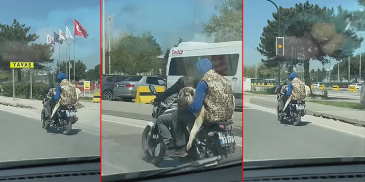 Bursa trafiğinde köpekle tehlikeli yolculuk