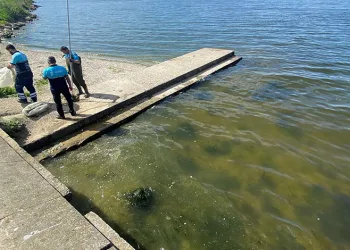 Küçükçekmece Gölü’nde ölü balıklar kıyıya vurdu