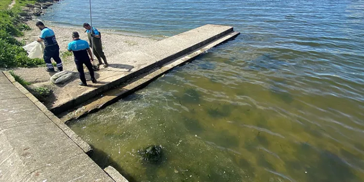 Küçükçekmece Gölü’nde ölü balıklar kıyıya vurdu