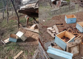 Kış uykusundan uyanan ayılar yayla evlerini talan etti