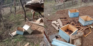 Kış uykusundan uyanan ayılar yayla evlerini talan etti