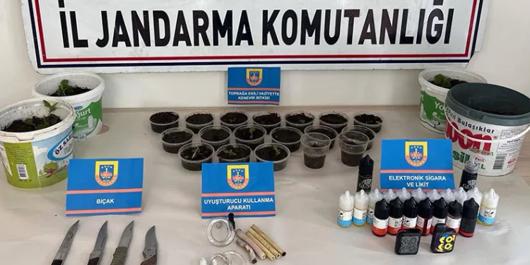 Manisa’da saksılara ekilmiş 35 kök kenevir ele geçirildi