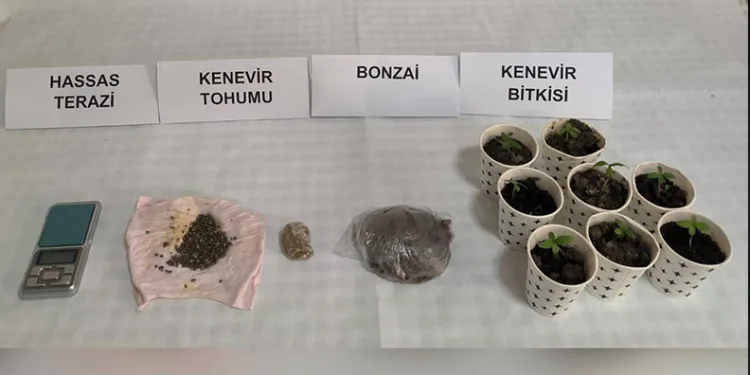 Karton bardakta ekili kenevir ele geçirildi