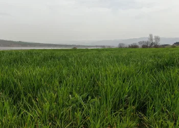 İlkbahar yağışları çiftçilerin yüzünü güldürdü