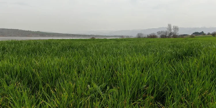 İlkbahar yağışları çiftçilerin yüzünü güldürdü