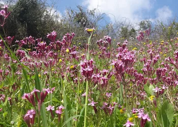 Yayla ve köyler baharla renklendi
