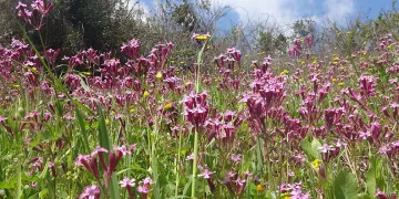 Yayla ve köyler baharla renklendi
