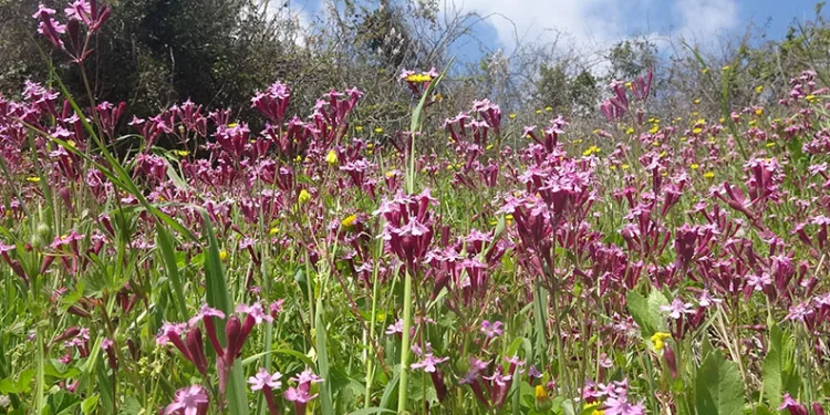 Yayla ve köyler baharla renklendi