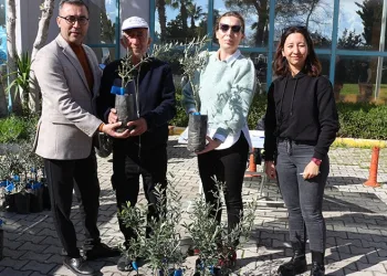 Serikli çiftçilere 700 zeytin fidanı
