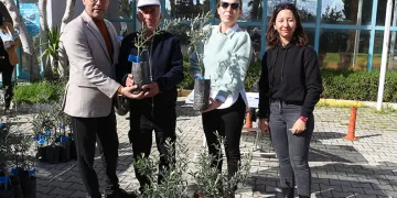Serikli çiftçilere 700 zeytin fidanı
