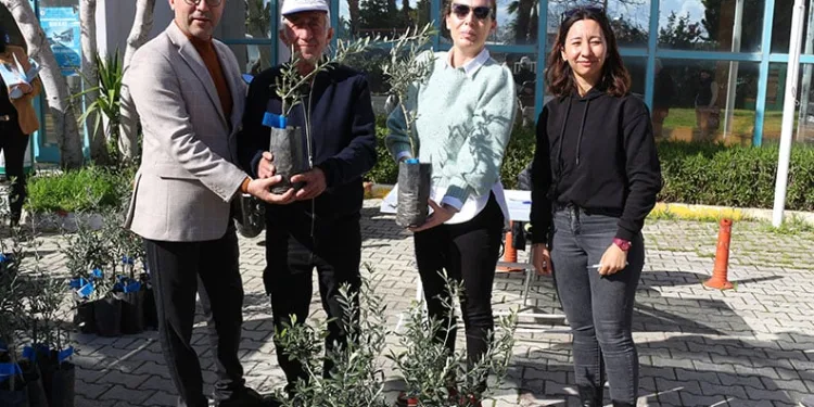 Serikli çiftçilere 700 zeytin fidanı