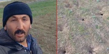 Arpa tarlasını fareler bastı