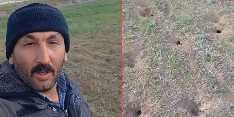 Arpa tarlasını fareler bastı