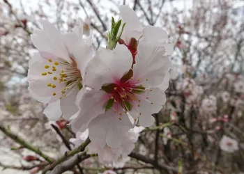 Badem ağaçları çiçek açtı