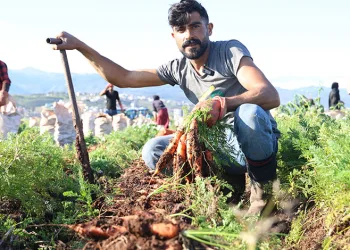 Hatay’da bereketli havuç hasadı