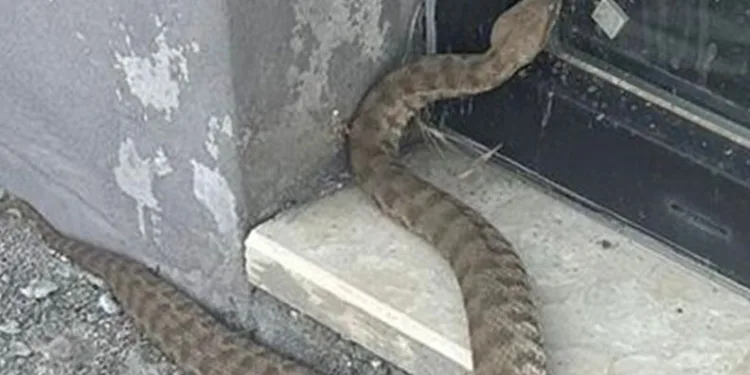 2 metrelik engerek yılanı görüntülendi